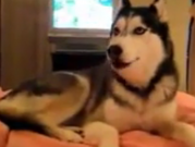 ویدئو : سگ های بانمک و با هوش (مطلب)