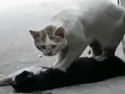 ویدئو :  تلاش گربه برای زنده کردن عشقش! (مطلب)