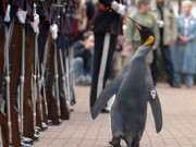 ویدئو : نروژی‌های خوشحال به این پنگوئن درجه سرتیپی دادند! (مطلب)