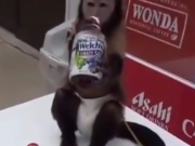ویدئو :  این میمون بامزه رو ببینید! (مطلب)