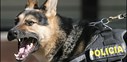 ویدئو : توانایی سگ‌های پلیس برای کشف بمب (مطلب)