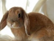 ویدئو : خرگوش چوپان تا حالا دیدین؟ (مطلب)