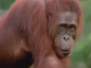 ویدئو :  باهوش ترین اورانگوتان جهان با رفتارهایی حیرت انگیز! (مطلب)