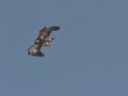 ویدئو: کلیپ تماشایی از لحظه شکار بزکوهی توسط عقاب (مطلب)