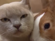 ویدئو : مستند سوپر کلینیک حیوانات با دوبله فارسی - قسمت2 (مطلب)
