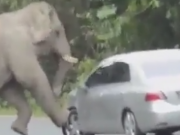 ویدئو :  حمله مخوف و عجیب فیل عصبانی به ماشین و داغون کردن آن! (مطلب)