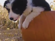 ویدئو : سگها در جشن هالووین (مطلب)