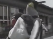 ویدئو : خرید کردن روزانه پنگوئن از ماهی فروشی (مطلب)