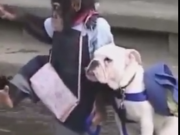 ویدئو  :  میمون باحال و رد کردن سگ از رودخانه (مطلب)