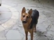 ویدئو :  باهوش ترین سگ ایرانی (مطلب)