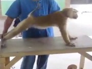 ویدئو :   تمرین های بدن سازی یک میمون (مطلب)