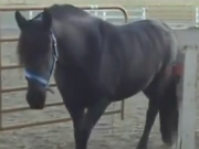 ویدئو : اسب آزادی طلب (مطلب)