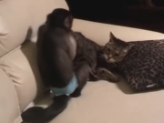 ویدئو : اذیت گربه ها توسط میمون (مطلب)