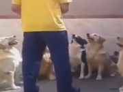 ویدئو : آموزش های غذا دادن به سگ (مطلب)