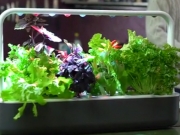 ویدئو :  پرورش میوه و سبزی در آشپزخانه! (مطلب)