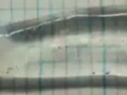 ویدئو :    ماهی شیشه ای عجیب و زیبا (مطلب)