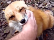 ویدئو : نشان دادن حس عشق ودوستی حیوانات وحشی به انسان (مطلب)