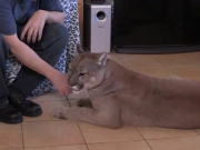 ویدئو :  زندگی حیرت انگیز با شیر کوهی غول پیکر (مطلب)