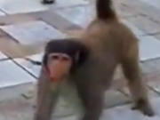 ویدئو : حرکات جالب میمون (مطلب)