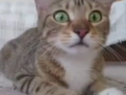ویدئو : وقتی گربه فیلم ترسناک نگاه میکنه (مطلب)