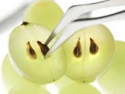 روغن هسته انگور بیماری‌های قلبی را بهبودی می‌بخشد (مطلب)