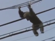 ویدئو  : عملیات نجات خسته کننده و طولانی میمون بازیگوش (مطلب)