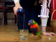 ویدئو : مجموعه کلیپ های دیدنی از پرندگان (مطلب)