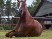 ویدئو : اسبهای بامزه (مطلب)