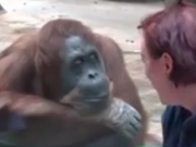 ویدئو :  خنده دارترین و بهترین صحنه از باغ وحش حیوانات (مطلب)