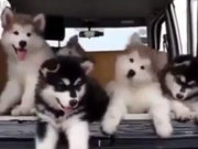 ویدئو :  توله سگ های فوق العاده بامزه و خوشگل (مطلب)