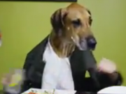 ویدئو :  پارتی سگی خنده دار (مطلب)