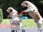 ویدئو : سگ های فوق العاده با هوش (مطلب)
