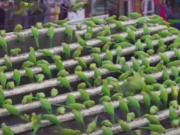 ویدئو : زندگی روزانه مرد عاشق طوطی ها در هند (مطلب)