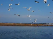 ویدئو :  برای دل به دریا زدن ودیدن  مرغ های دریایی (مطلب)