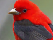ویدئو :  پرندگان بسیار زیبا - خلقت خدا (مطلب)