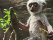 ویدئو :  غمگین شدن میمون ها به خاطر مرگ دوست رباتی شان (مطلب)