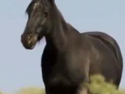 ویدئو : جنگ اسب ها (مطلب)