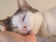 ویدئو :   گربه های بانمک (مطلب)