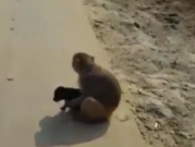 ویدئو : رفتار عجیب میمونی که یک سگ را به فرزندی قبول کرده (مطلب)