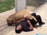 ویدئو :  رویارویی عجیب و خطرناک شیر غول پیکر با مرد جسور در قفس! (مطلب)