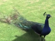 جدال جالب و تماشایی طاووس و خروس لاری (مطلب)