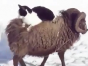 ویدئو : گربه ای که از گوسفند سواری می گیرد . (مطلب)