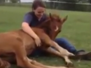 ویدئو :  ویدیو فوق العاده خنده دار و باحال از اسب ها :) (مطلب)