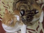 ویدئو :   توله ببر ناز در کنار گربه (مطلب)