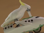 ویدئو :    شیرین کاری طوطی های کاکادو، آرا و ماکائو (مطلب)