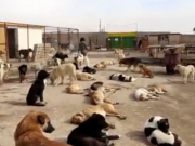 ویدئو :   وفا، خانه ای برای بیش از ۱۰۰۰ سگ بی سرپرست و سالمند (مطلب)
