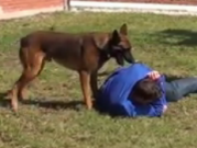 ویدئو :  سگ های محافظ شخصیتی آموزش دیده (مطلب)