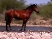ویدئو : اسبهای زیبا (مطلب)