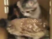 ویدئو :    دوستی بامزه جغد و گربه (مطلب)