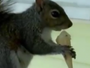 ویدئو :    سنجاب عاشق بستنی! (مطلب)